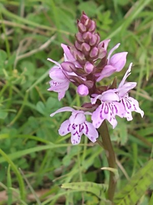 photo of Common Spotted Orchid