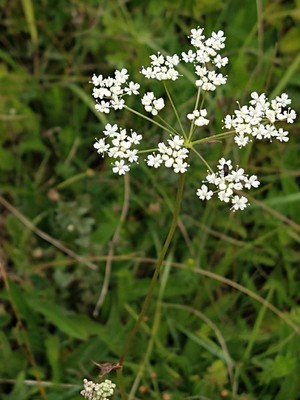 photo of Wild Carrot