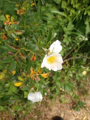 photo of Common Dog Rose