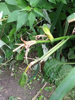 photo of Yellow Iris