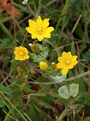 photo of Yellow Wort