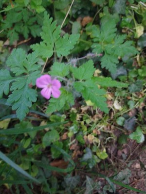 photo of Herb Robert