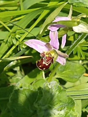 photo of Bee Orchid