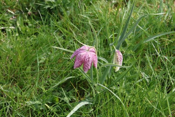 photo of Snake's Head Fritillary