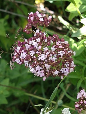 photo of Wild Marjoram