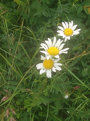 photo of Oxeye Daisy