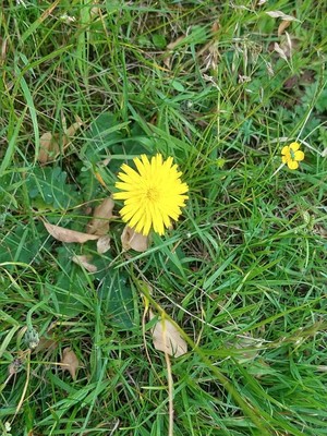 photo of Common Cat's Ear