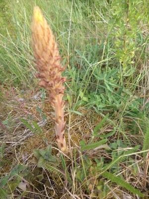 photo of Knapweed Broomrape