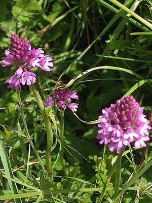 photo of Pyramidal Orchid