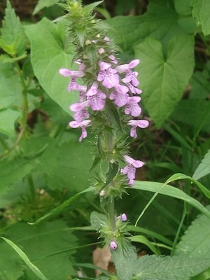 photo of Marsh Woundwort