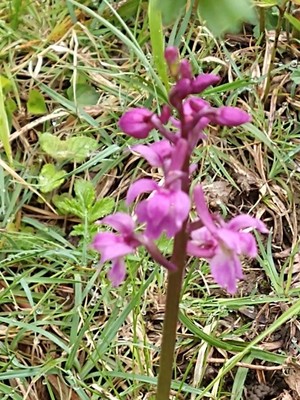 photo of Early Purple Orchid
