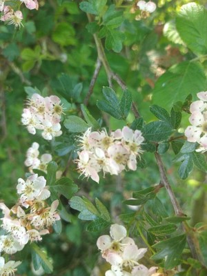 photo of Hawthorn