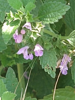 photo of Black Horehound