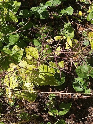 photo of Garlic Mustard
