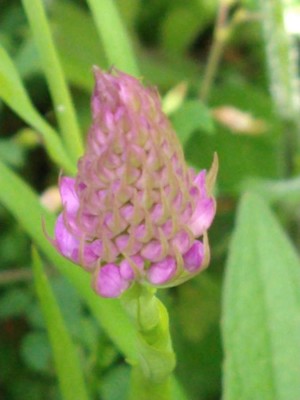 photo of Pyramidal Orchid