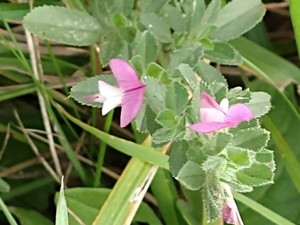 photo of Spiny Restharrow