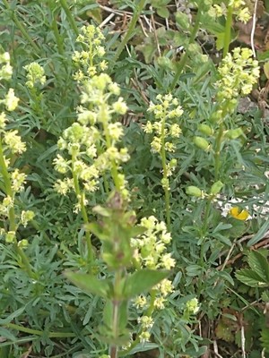photo of Wild Mignonette