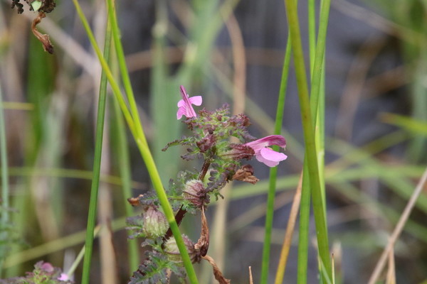 photo of Marsh Lousewort