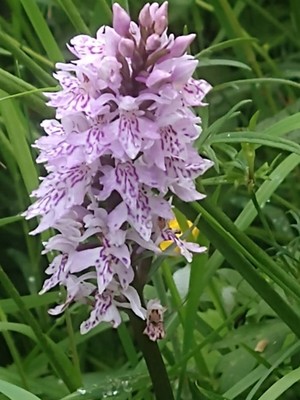 photo of Common Spotted Orchid