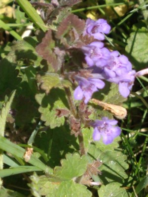 photo of Ground Ivy