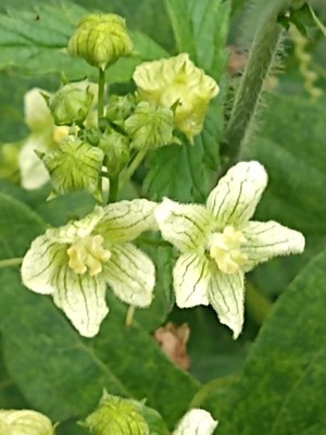 photo of White Bryony