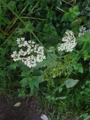 photo of Hogweed