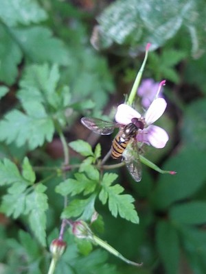 photo of Herb Robert