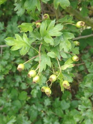 photo of Hawthorn