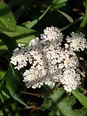 photo of Wild Carrot