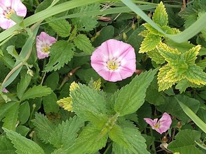 photo of Field Bindweed