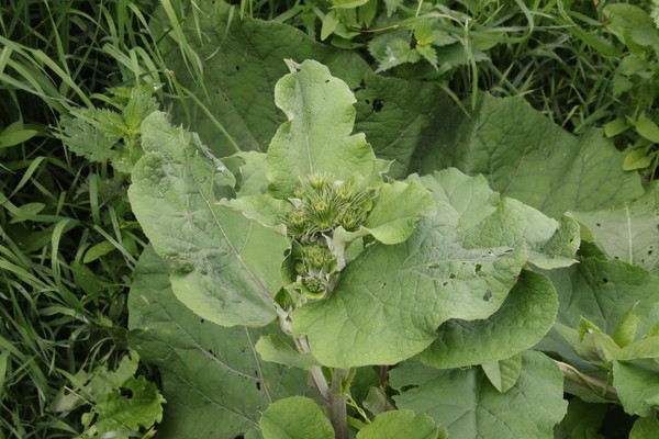 photo of Lesser Burdock