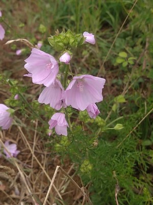 photo of Greater Musk Mallow