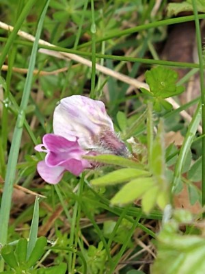 photo of Bush Vetch