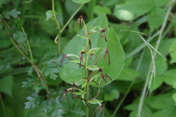 photo of Lesser Butterfly Orchid
