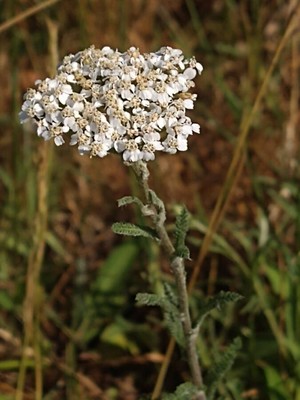 photo of Yarrow