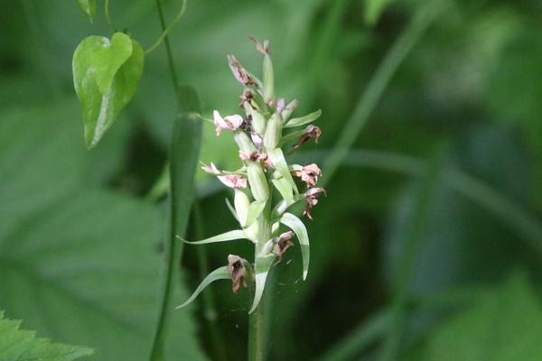 photo of Lesser Butterfly Orchid