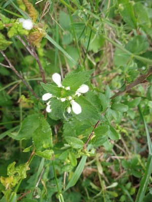 photo of White Dead Nettle