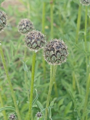 photo of Greater Knapweed