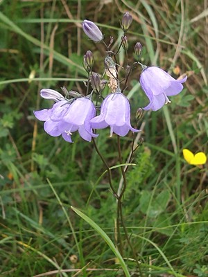 photo of Harebell