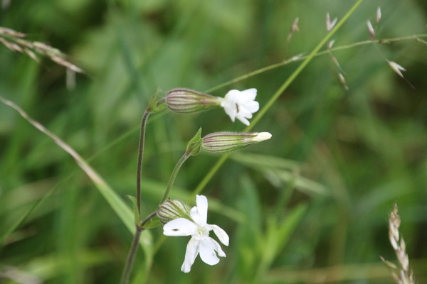 photo of White Campion