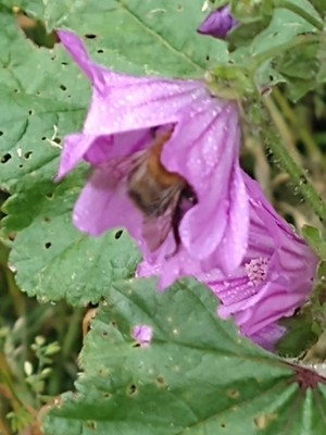 photo of Common Mallow