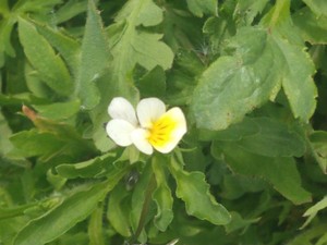 photo of Field Pansy