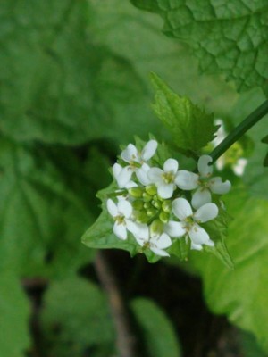 photo of Garlic Mustard