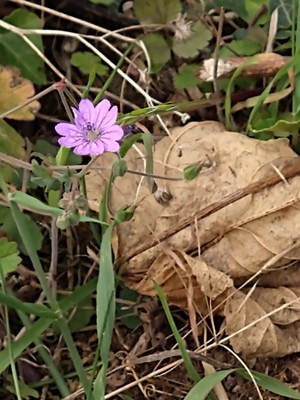 photo of Dove's Foot Crane's Bill