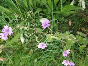 photo of Hedgerow Crane's Bill
