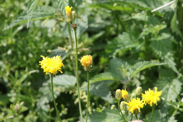 photo of Rough Hawk's Beard