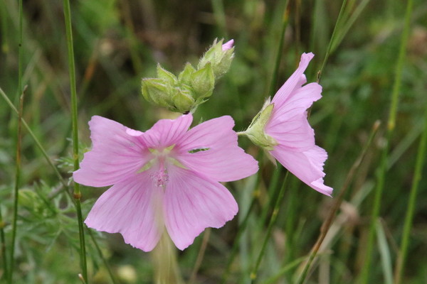 photo of Musk Mallow