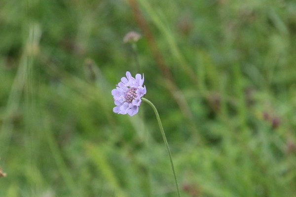 photo of Small Scabious