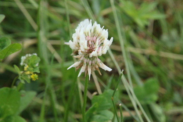 photo of White Clover