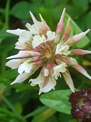 photo of White Clover